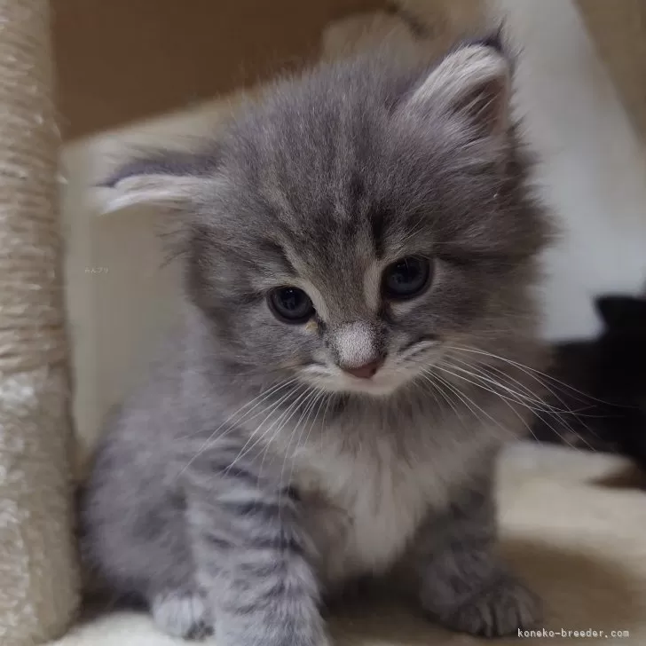 かずや 様のお迎えした子猫