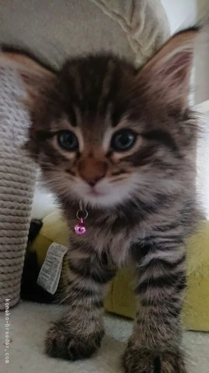 小笠原　寿満 様のお迎えした子猫