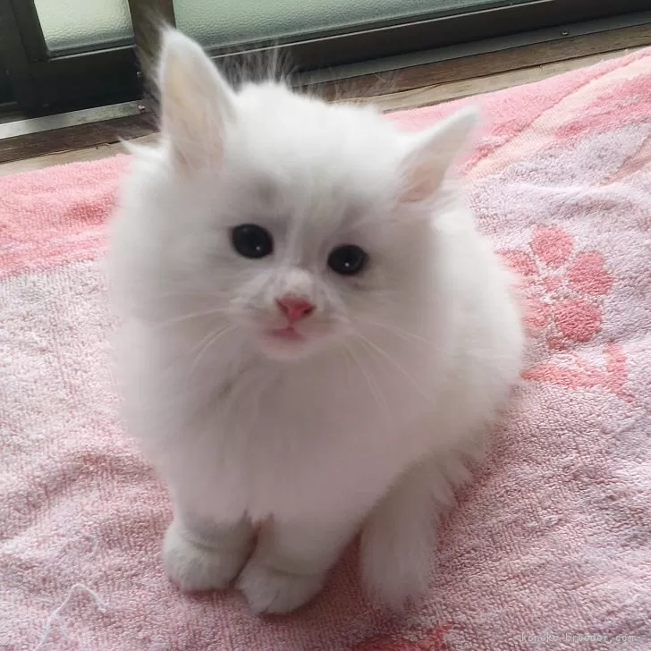 ID：2405-01520の子猫