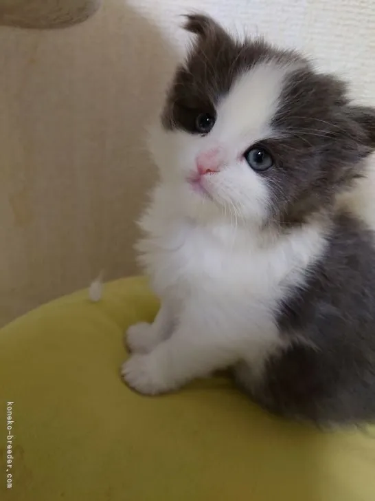 ID：2103-01576の子猫