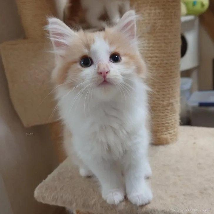 S.K 様のお迎えした子猫
