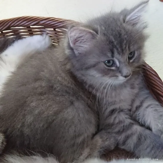 ID：1806-01287の子猫