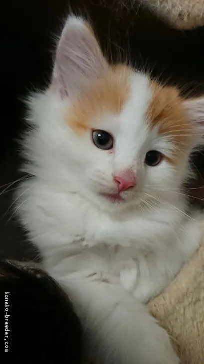 ID:1909-00338の子猫