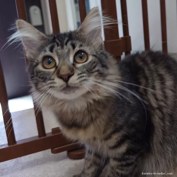 ID:2404-01616の子猫