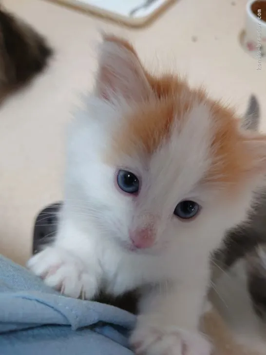 ID:2204-00732の子猫