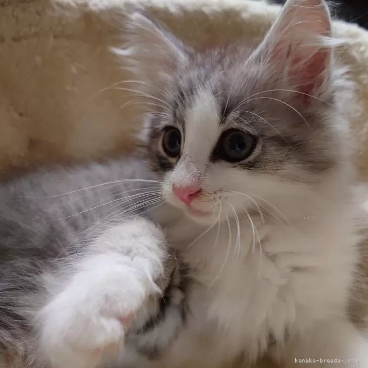 ID：2405-01526の子猫