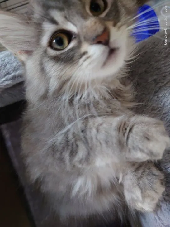 ID：2205-01345の子猫