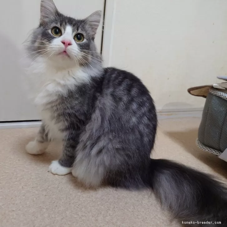 ID:2405-01531の子猫