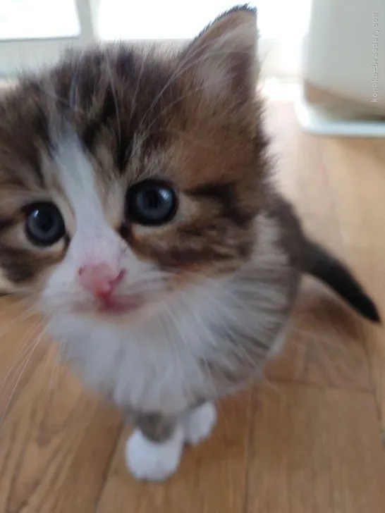 うたたい 様のお迎えした子猫