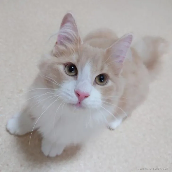 ID:2207-01656の子猫