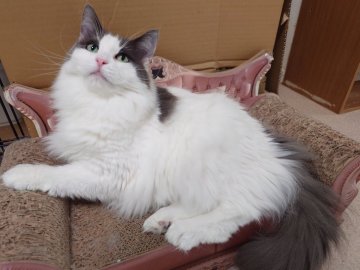 ノルウェージャンフォレストキャット【埼玉県・女の子・2020年2月21日・ブルー&ホワイト】の写真「グリーンの瞳がキレイ♡」