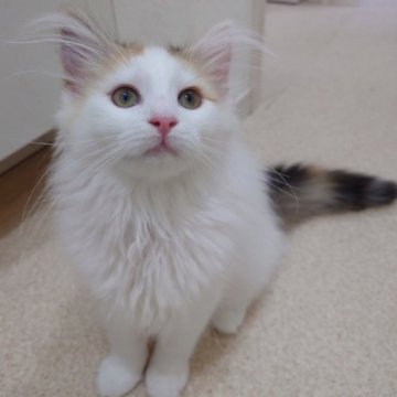 ノルウェージャンフォレストキャット【埼玉県・女の子・2023年2月27日・キャリコ】の写真「「ぬいぐるみ」のような可愛らしさです。」