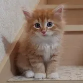 ノルウェージャンフォレストキャット【埼玉県・男の子・2023年6月21日・レッドマッカレルタビー&ホワイト】の写真1「ぬいぐるみのような可愛らしさです♪」