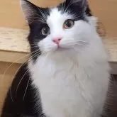 ノルウェージャンフォレストキャット【埼玉県・男の子・2024年4月16日・ブラック&ホワイト】の写真1