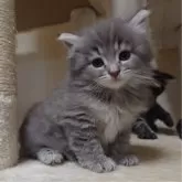 ノルウェージャンフォレストキャット【埼玉県・女の子・2024年3月13日・ブルーマッカレルタビー】の写真3「しっかりカメラ目線。」