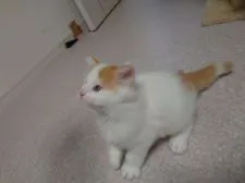 ノルウェージャンフォレストキャット【埼玉県・男の子・2020年7月21日・クリーム&ホワイト】の写真3