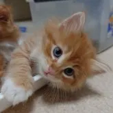 ノルウェージャンフォレストキャット【埼玉県・男の子・2023年6月21日・レッドマッカレルタビー&ホワイト】の写真3「こちらは「茶饅頭風」です（＾＾）」