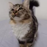 ノルウェージャンフォレストキャット【埼玉県・女の子・2025年4月7日・ブラウンクラシックタビー&ホワイト】の写真10