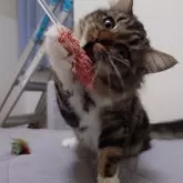 ノルウェージャンフォレストキャット【埼玉県・女の子・2025年4月7日・ブラウンクラシックタビー&ホワイト】の写真11