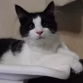 ノルウェージャンフォレストキャット【埼玉県・男の子・2025年3月12日・ブラックー&ホワイト】の写真11