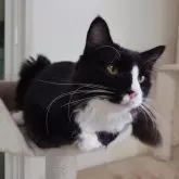 ノルウェージャンフォレストキャット【埼玉県・男の子・2025年2月25日・ブラックー&ホワイト】の写真12