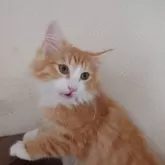 ノルウェージャンフォレストキャット【埼玉県・男の子・2025年6月10日・レッドマッカレルタビー&ホワイト】の写真12