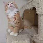 ノルウェージャンフォレストキャット【埼玉県・男の子・2025年6月10日・レッドマッカレルタビー&ホワイト】の写真13