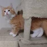 ノルウェージャンフォレストキャット【埼玉県・男の子・2025年6月10日・レッドマッカレルタビー&ホワイト】の写真14