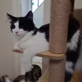 ノルウェージャンフォレストキャット【埼玉県・男の子・2025年3月12日・ブラックー&ホワイト】の写真15