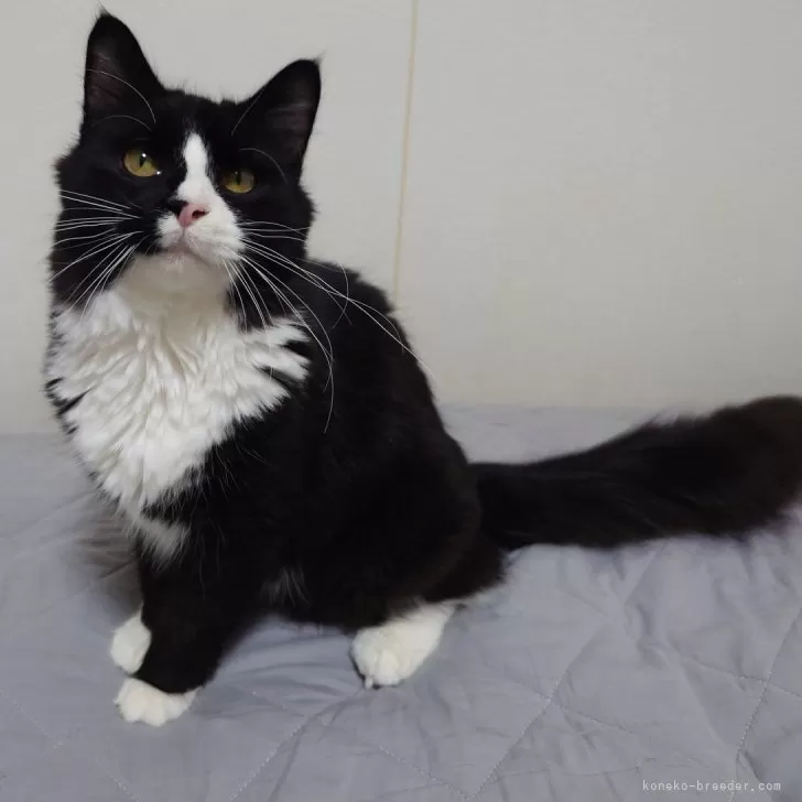 ノルウェージャンフォレストキャット【埼玉県・男の子・2025年2月25日・ブラックー&ホワイト】の写真1