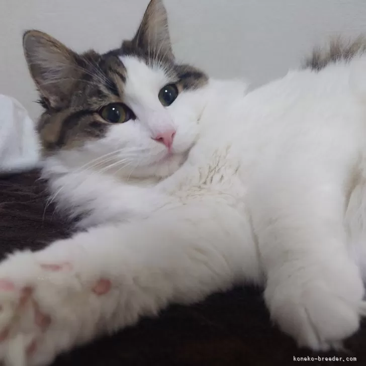 ノルウェージャンフォレストキャット【埼玉県・男の子・2025年4月7日・ブラウンマッカレルタビー&amp;ホワイト】の写真1