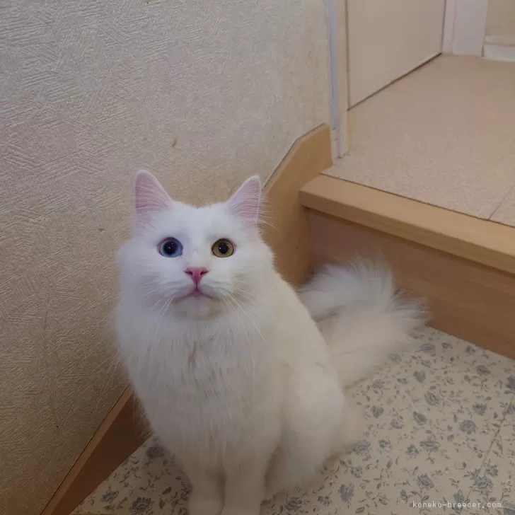 ID：2410-01103の子猫