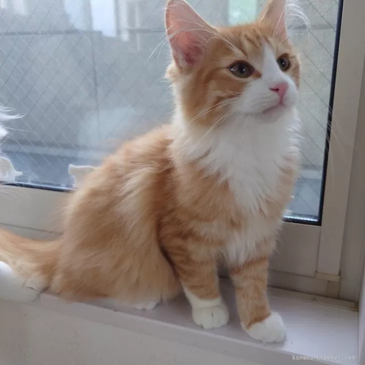 ノルウェージャンフォレストキャット【埼玉県・男の子・2025年6月10日・レッドマッカレルタビー&amp;ホワイト】の写真1