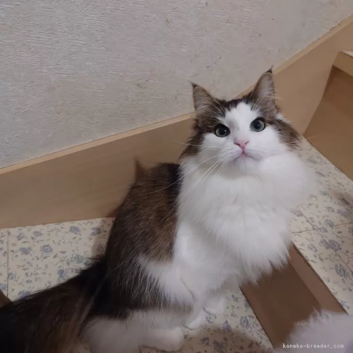 ID:2303-00328の子猫