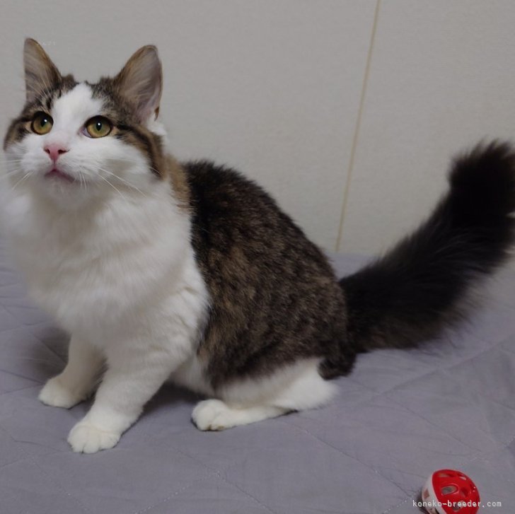 ブリーダー画像