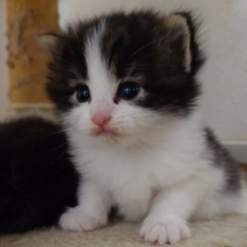 ノルウェージャンフォレストキャット【埼玉県・男の子・2025年9月23日・ブラウンマッカレルタビー&ホワイト】の写真「掲載始めました。」