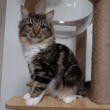 ノルウェージャンフォレストキャット【埼玉県・女の子・2025年4月7日・ブラウンクラシックタビー&ホワイト】の写真「♪もふもふの猫ちゃんです♡」