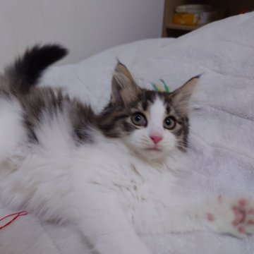 ノルウェージャンフォレストキャット【埼玉県・女の子・2025年8月25日・ブラウンマッカレルタビー&ホワイト】の写真「可愛いハチワレちゃんです♪」