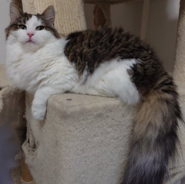 ノルウェージャンフォレストキャット【埼玉県・男の子・2025年4月7日・ブラウンマッカレルタビー&ホワイト】の写真「♪おっとりとした子です♡」