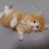 ノルウェージャンフォレストキャット
