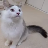 ノルウェージャンフォレストキャット