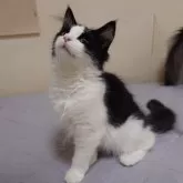 ノルウェージャンフォレストキャット