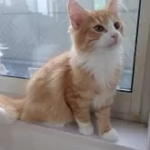 ノルウェージャンフォレストキャット