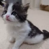 ノルウェージャンフォレストキャット