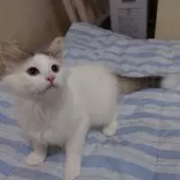 ノルウェージャンフォレストキャット