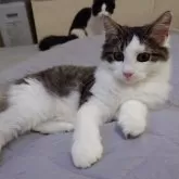 ノルウェージャンフォレストキャット