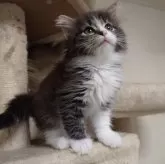 ノルウェージャンフォレストキャット