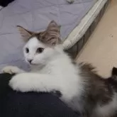 ノルウェージャンフォレストキャット