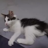 ノルウェージャンフォレストキャット