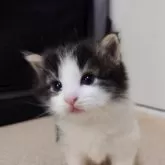 ノルウェージャンフォレストキャット